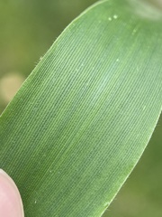 Dichanthelium commutatum commutatum