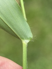 Dichanthelium commutatum commutatum