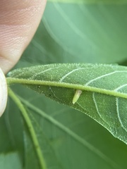 Caryomyia striolata