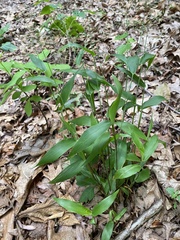 Dichanthelium commutatum commutatum