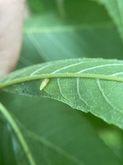 Caryomyia striolata