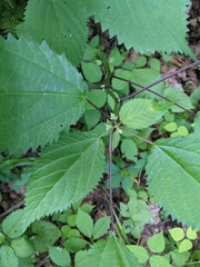 Laportea alatipes
