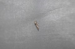 Mompha murtfeldtella