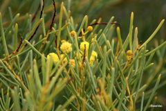Acacia nematophylla