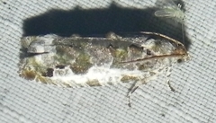 Proteoteras naracana
