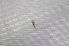 Mompha murtfeldtella