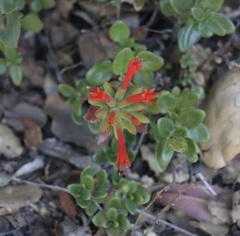 Monardella macrantha macrantha