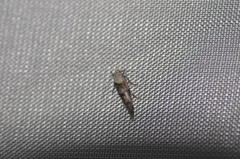 Mompha murtfeldtella