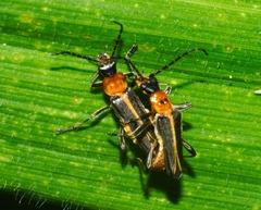Chauliognathus