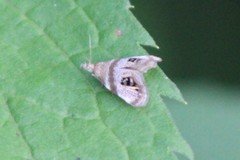 Prochoreutis extrincicella