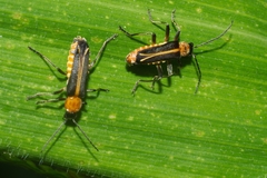 Chauliognathus