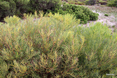 Acacia nematophylla