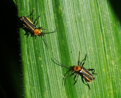 Chauliognathus