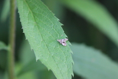 Prochoreutis extrincicella