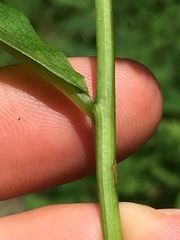 Solidago flaccidifolia