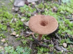 Melanomphalia omphaliopsis