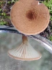Melanomphalia omphaliopsis