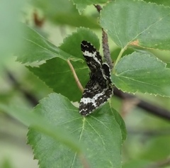 Rheumaptera hastata