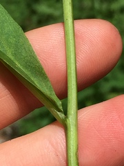 Solidago flaccidifolia