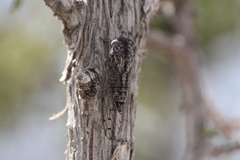 Pacarina shoemakeri