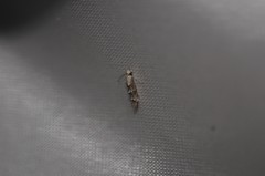 Mompha murtfeldtella