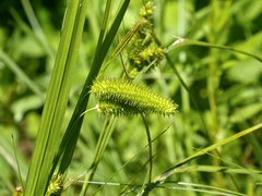 Carex pseudocyperus