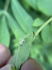 Phylloxera wiedenmanni