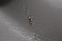 Mompha murtfeldtella