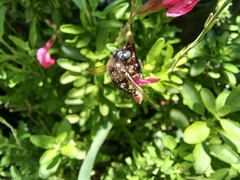 Xylocopa