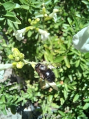 Xylocopa