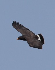 Buteogallus anthracinus anthracinus