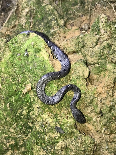 Photo of a Mountain Slug Snake (Pareas margaritophorus)