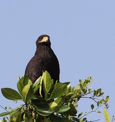 Buteogallus anthracinus anthracinus
