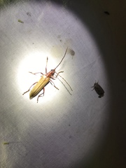 Centrodera decolorata