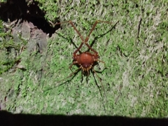 Krateromaspis dilatata