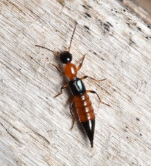 Paederus littorarius