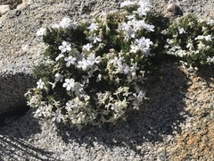 Phlox condensata