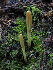 Microglossum nudipes