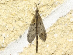 Brachynemurus nebulosus