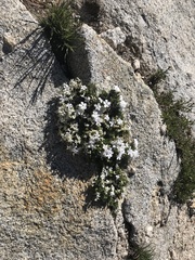 Phlox condensata