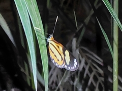 Hypothyris ninonia daeta