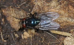 Eudasyphora