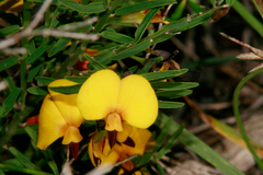 Bossiaea heterophylla