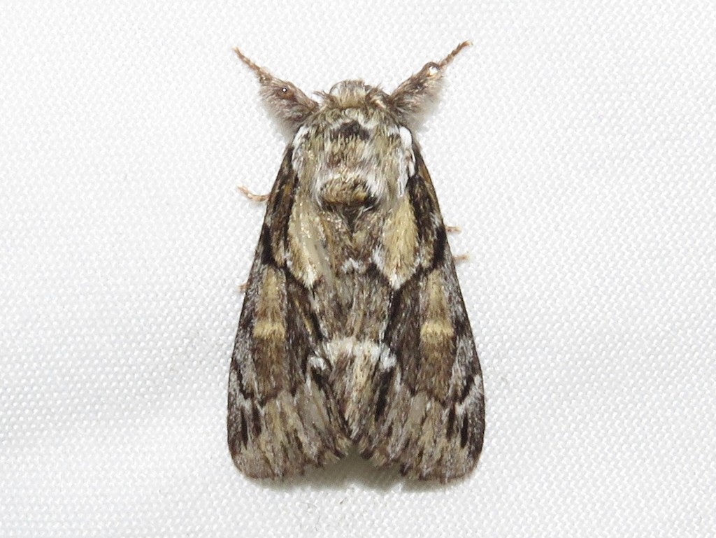 Georgian Prominent