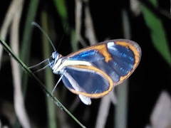 Ithomia agnosia zikani