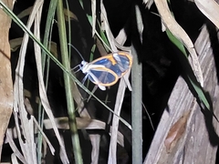 Ithomia agnosia zikani