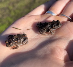 Pseudophryne guentheri