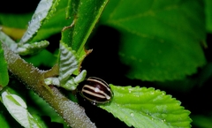 Doryphorina