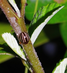 Doryphorina