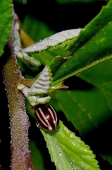 Doryphorina